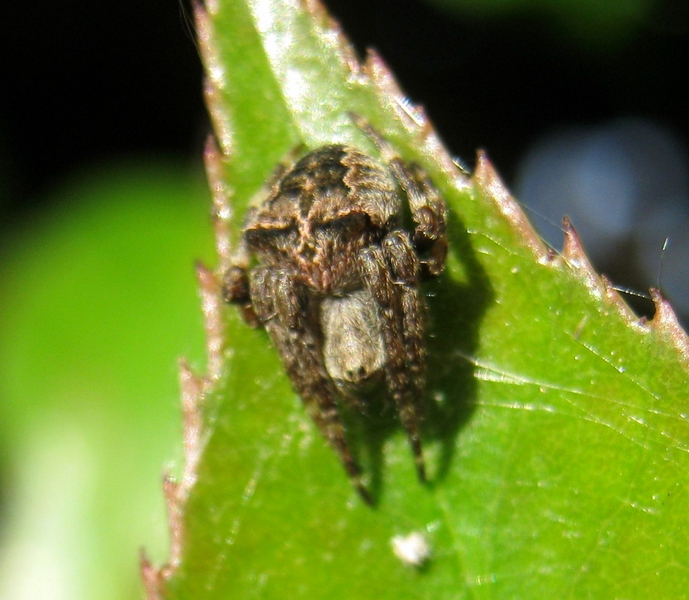 Araneus angulatus o A. circe . Villorba (TV)